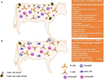 Cattle Tick Rhipicephalus microplus-Host Interface: A Review of Resistant and Susceptible Host Responses